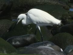 Egretta garzetta
