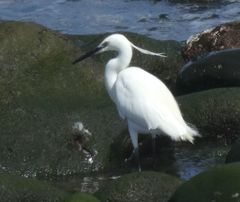Egretta garzetta