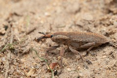 Lixus punctiventris