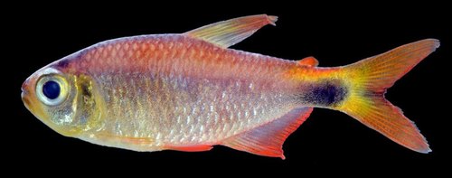 Dawn Tetra (Hyphessobrycon eos) · iNaturalist