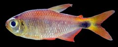 Dawn tetra
