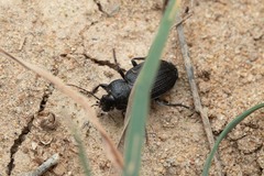Licinus
