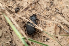 Licinus