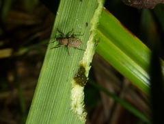 Inophloeus traversii