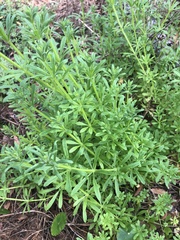 Galium verrucosum