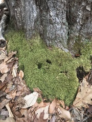 Brotherella recurvans