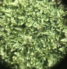 Brotherella recurvans