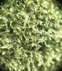 Brotherella recurvans