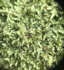 Brotherella recurvans