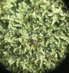 Brotherella recurvans