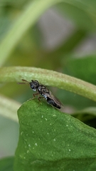 Chalcididae