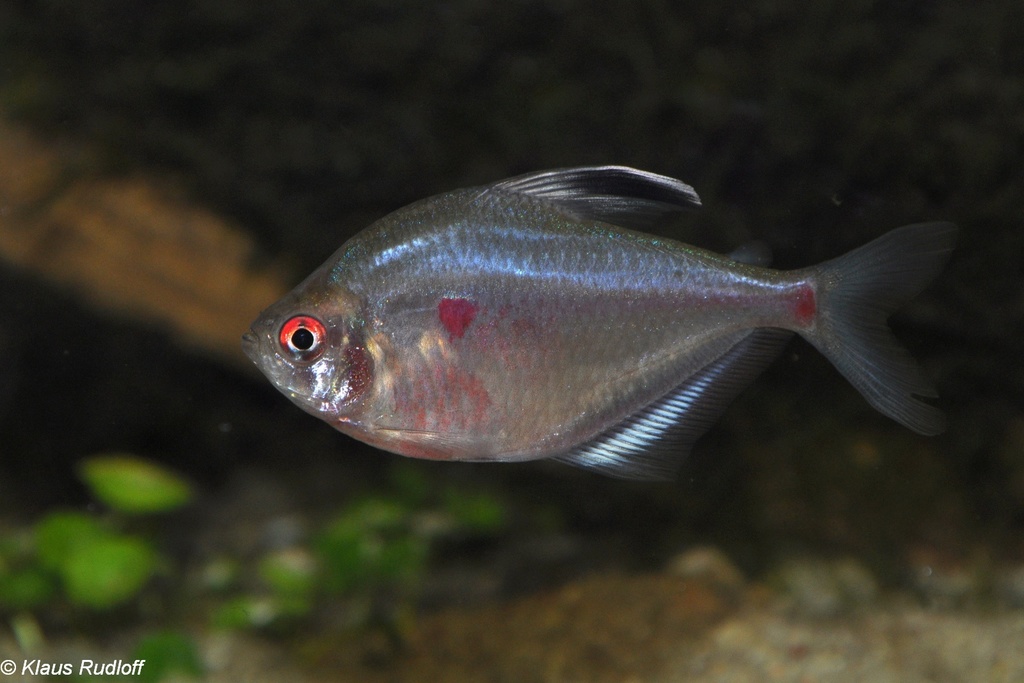 Megalamphodus socolofi