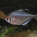 Spotfin Tetra - Photo (c) 
Klaus Rudloff, some rights reserved (CC BY-SA)