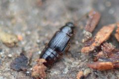 Phyllodrepoidea crenata