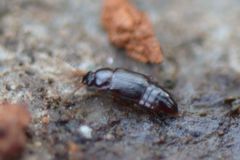 Phyllodrepoidea crenata