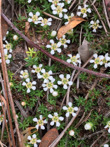 Littleleaf pixiemoss (Pyxidanthera brevifolia)