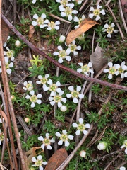 Pyxidanthera brevifolia