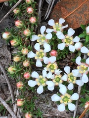 Pyxidanthera brevifolia