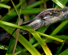 Kentropyx altamazonica