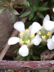 Pyxidanthera brevifolia