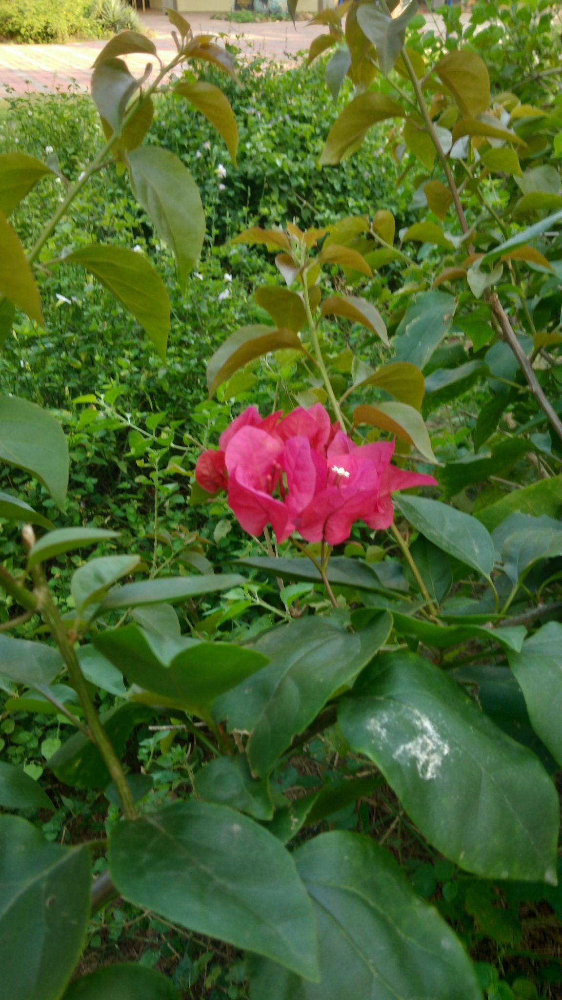 Imagem de Primavera