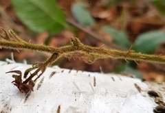 Rubus iceniensis