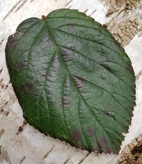Rubus iceniensis