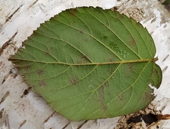 Rubus iceniensis