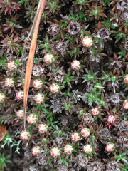 Pyxidanthera brevifolia