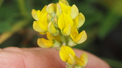 Listia bainesii