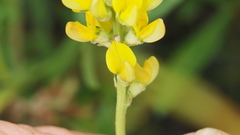 Listia bainesii