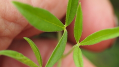 Listia bainesii