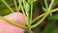 Listia bainesii