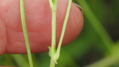 Listia bainesii