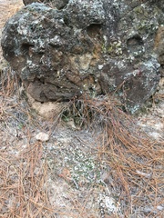 Pyxidanthera brevifolia