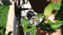 Xylocopa splendidula