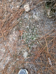 Pyxidanthera brevifolia