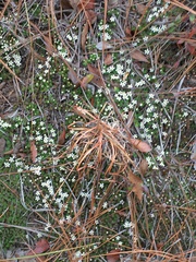 Pyxidanthera brevifolia