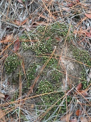 Pyxidanthera brevifolia