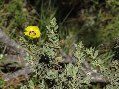 Cistus halimifolius