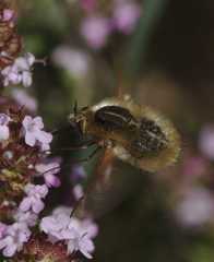 Bombylius cinerascens