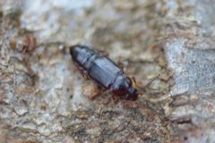 Phyllodrepoidea crenata