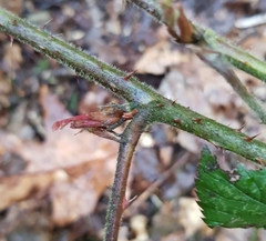 Rubus iceniensis