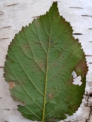 Rubus iceniensis