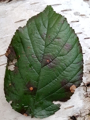 Rubus iceniensis