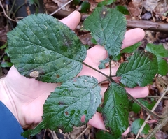 Rubus iceniensis
