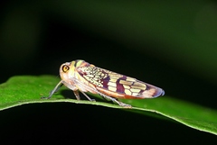 Amblyscarta incommoda