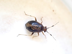 Deraeocoris maoricus