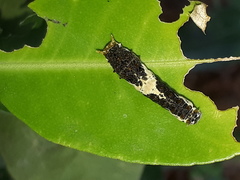 Papilio demoleus malayanus