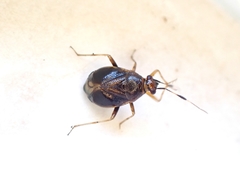 Deraeocoris maoricus
